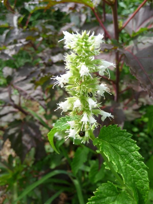 Photo of White Giant Hyssop (Agastache micrantha) uploaded by gardengus