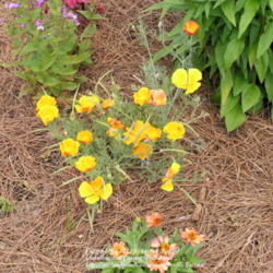 Location: My Cincinnati Ohio garden
Date: June 2012
A clump of volunteer California poppies