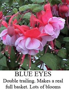 Photo of Fuchsia 'Blue Eyes' uploaded by Calif_Sue