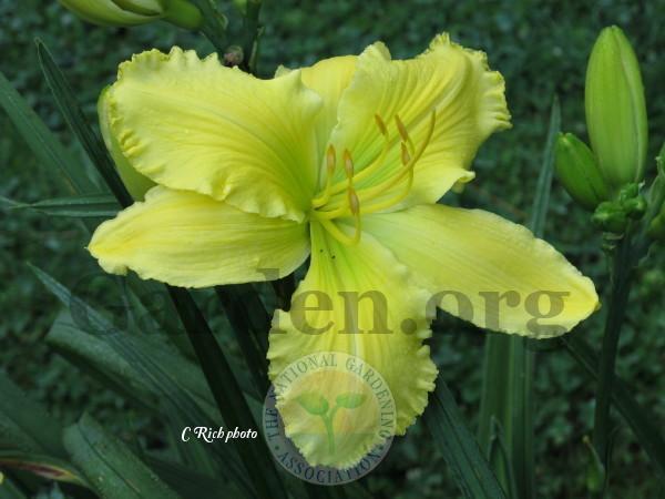 Photo of Daylily (Hemerocallis 'Planet Claire') uploaded by Char