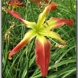 
Photo Courtesy of Red Lane Daylily Gardens. Used with Permission