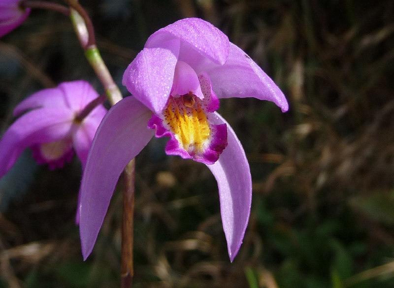 Photo of Chinese Ground Orchid (Bletilla striata) uploaded by xeronema