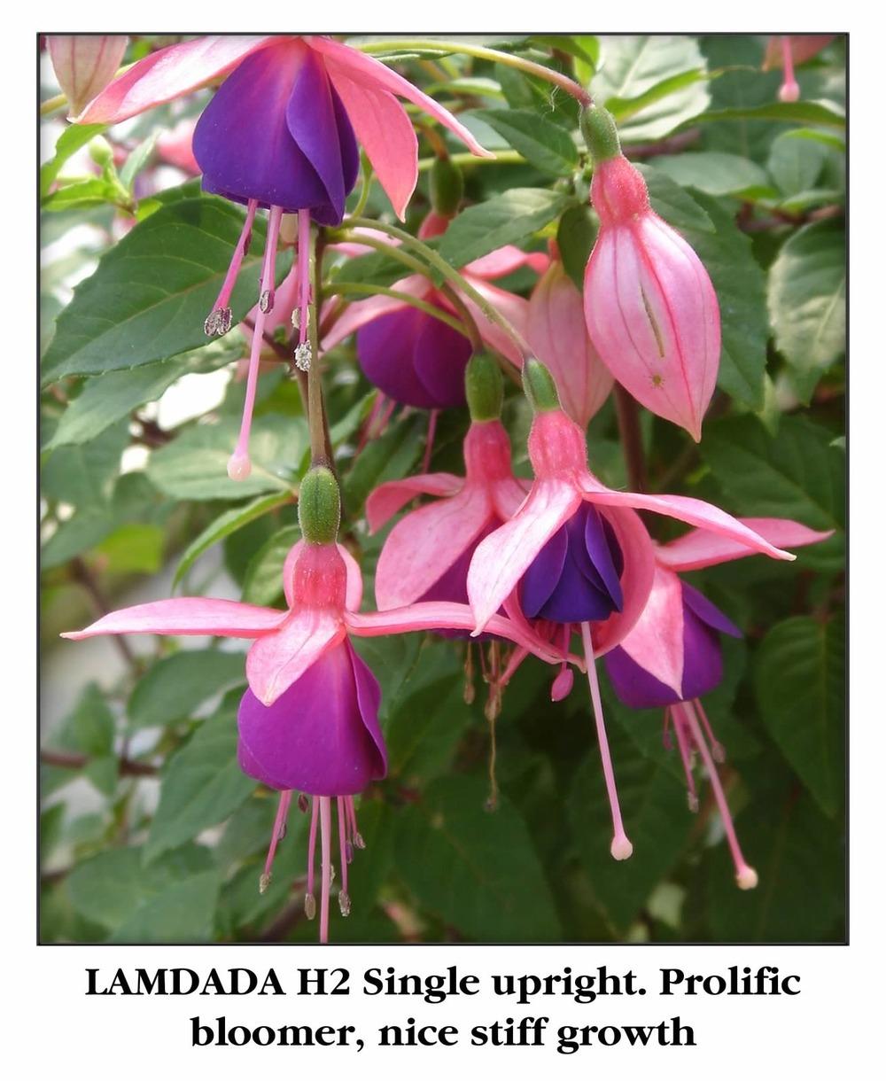 Photo of Fuchsia 'Lambada' uploaded by Calif_Sue