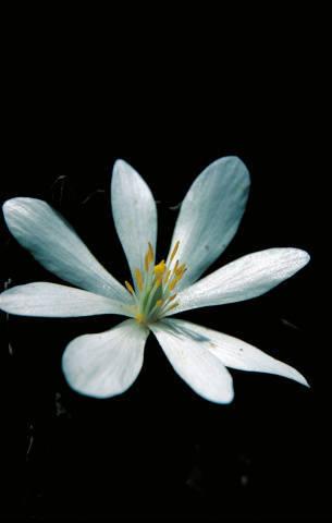 Photo of Bloodroot (Sanguinaria canadensis) uploaded by SongofJoy