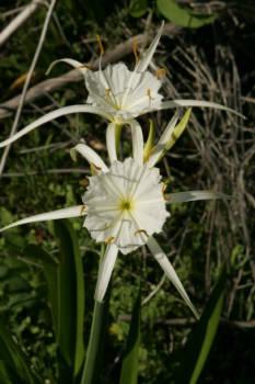 Photo of Spider Lily (Hymenocallis liriosme) uploaded by SongofJoy