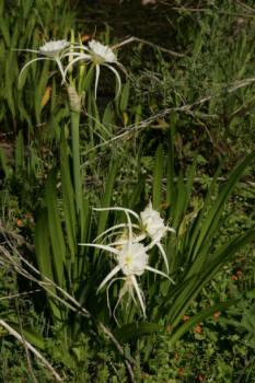 Photo of Spider Lily (Hymenocallis liriosme) uploaded by SongofJoy
