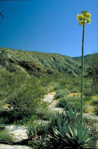Photo of Lechuguilla (Agave lecheguilla) uploaded by SongofJoy