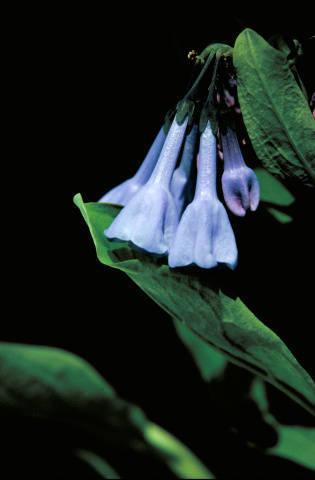 Photo of Virginia Bluebells (Mertensia virginica) uploaded by SongofJoy