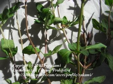 Photo of Baby Sage (Salvia microphylla var. microphylla) uploaded by rakami