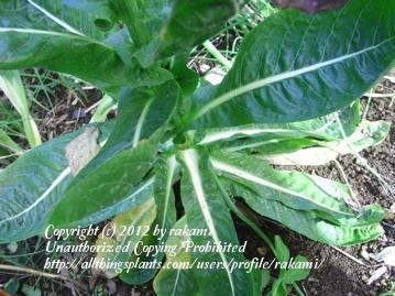 Photo of Chicory (Cichorium intybus) uploaded by rakami