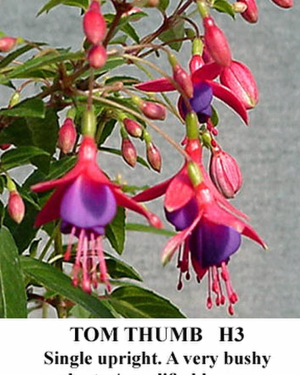 Photo of Hardy Fuchsia (Fuchsia 'Tom Thumb') uploaded by Calif_Sue