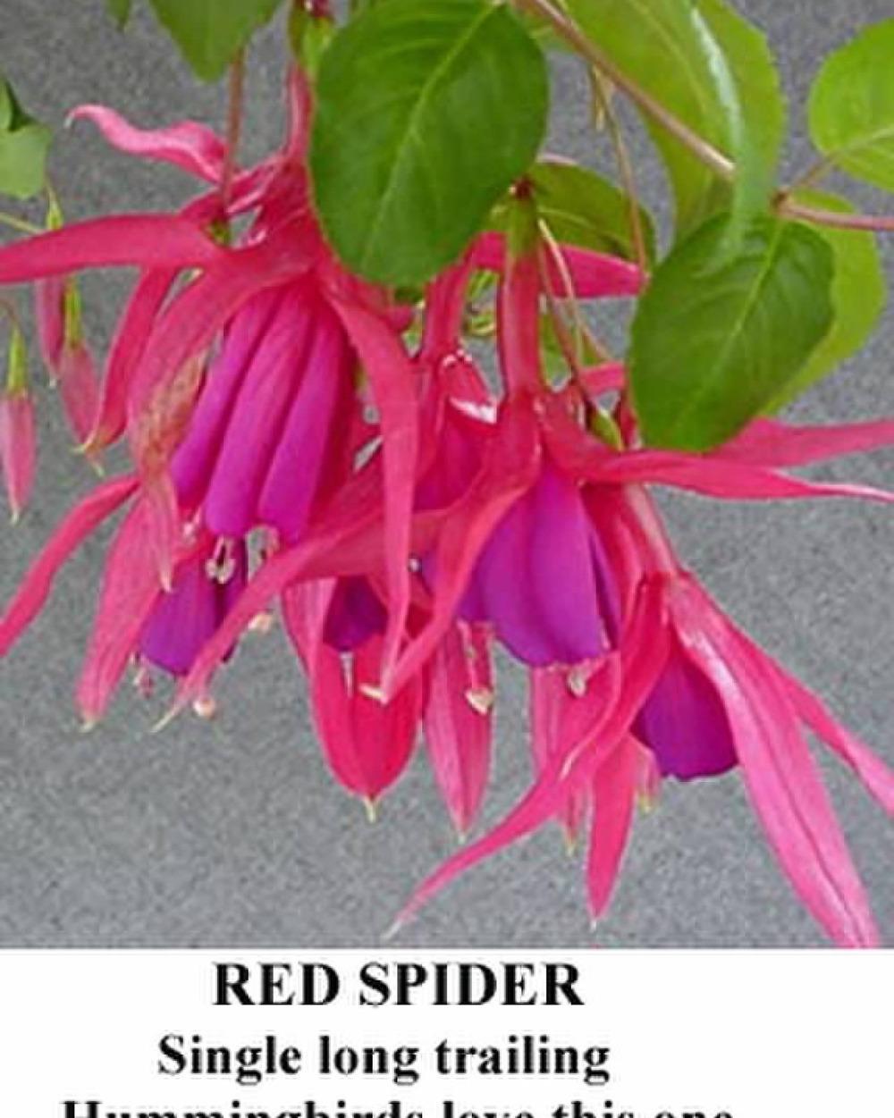 Photo of Fuchsia 'Red Spider' uploaded by Calif_Sue