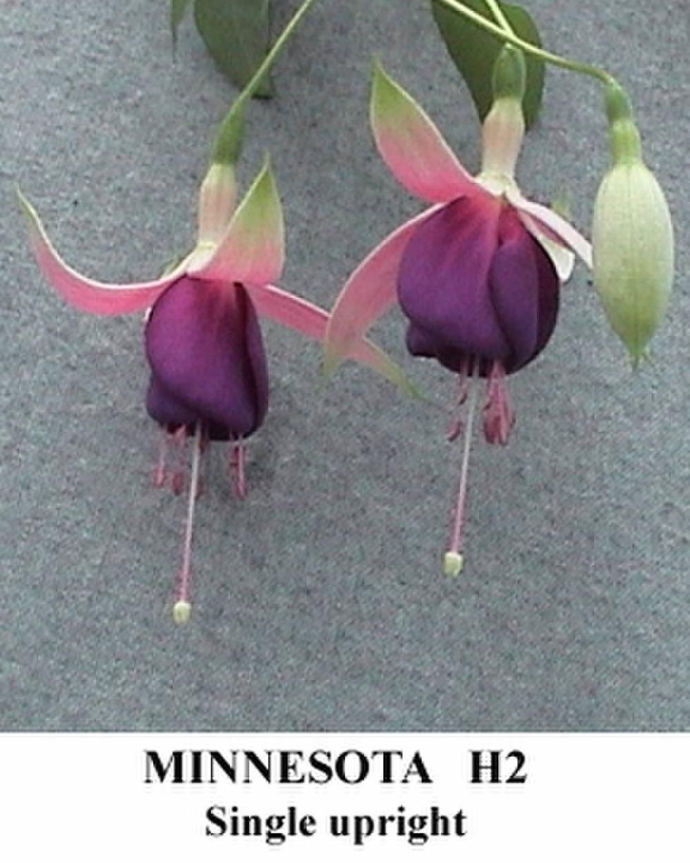 Photo of Fuchsia 'Minnesota' uploaded by Calif_Sue
