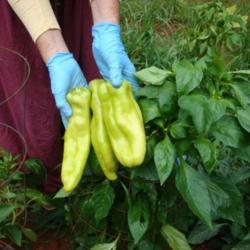 Location: MoonDance Farm, NC
Date: 2012-08-10
Aconcagua Pepper: ready to eat lime green fruit against dark gree
