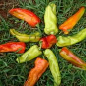 Aconcagua peppers: Mandala design showing various colors/ripening