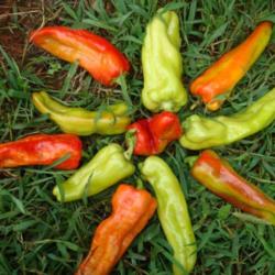 Location: MoonDance Farm, NC
Date: 2012-08-10
Aconcagua peppers: Mandala design showing various colors/ripening