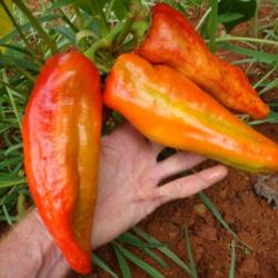 Location: MoonDance Farm, NC
Date: 2012-08-10
Aconcagua pepper: showing size and color of near-mature fruit