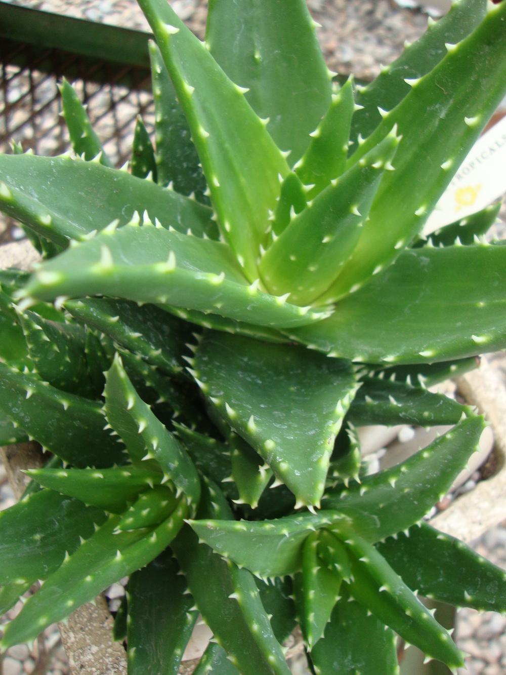 Photo of Mitre Aloe (Aloe perfoliata) uploaded by Paul2032