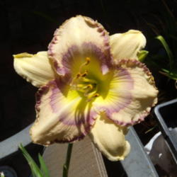 Location: My garden in Bakersfield, CA
Date: 2012-06-14 