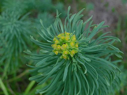 Photo of Cypress Spurge (Euphorbia cyparissias) uploaded by Calif_Sue