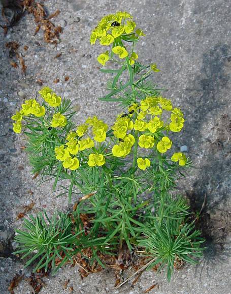 Photo of Cypress Spurge (Euphorbia cyparissias) uploaded by Calif_Sue
