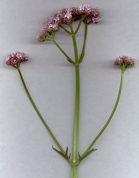 Photo of Valerian (Valeriana officinalis) uploaded by Calif_Sue