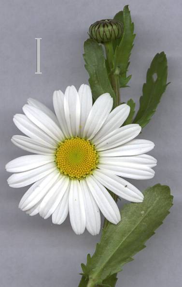Photo of Oxeye Daisy (Leucanthemum vulgare) uploaded by Calif_Sue