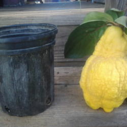 Location: Home garden
Date: 2012-11-12 
A good year. This fruit is 2.5 pounds!