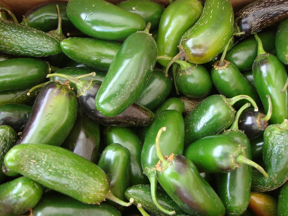 Photo of Jalapeno Pepper (Capsicum annuum 'Jalapeno') uploaded by Paul2032