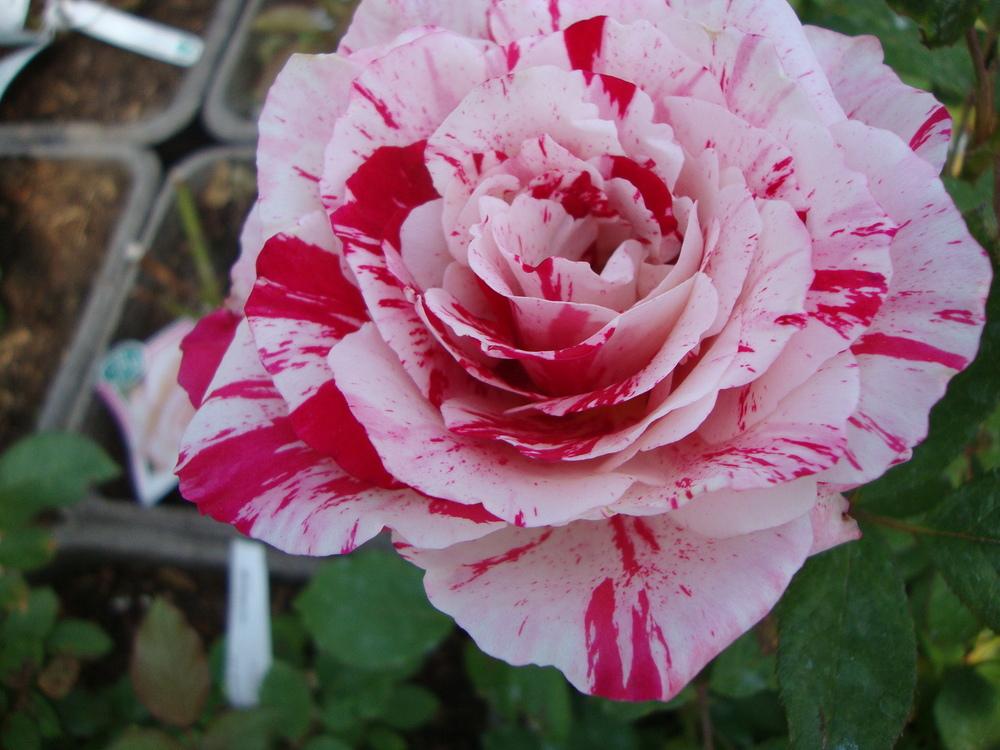 Photo of Rose (Rosa 'Scentimental') uploaded by Paul2032
