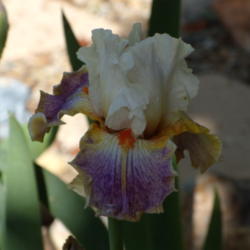 Location: My garden in Bakersfield, CA
Date: 2011-04-07 