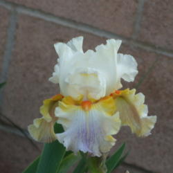 Location: My garden in Bakersfield, CA
Date: 2011-04-04 