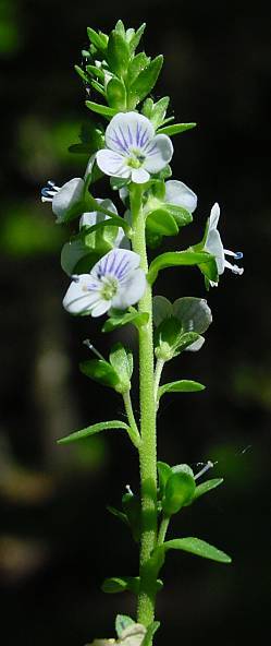 Photo of Thyme Speedwell (Veronica serpyllifolia) uploaded by Calif_Sue