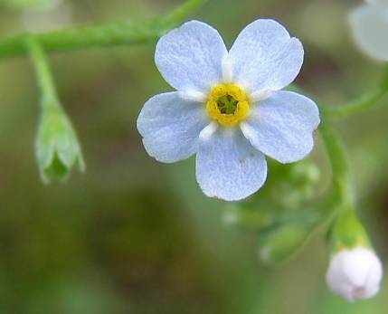 Photo of Water Forget-Me-Not (Myosotis scorpioides) uploaded by Calif_Sue