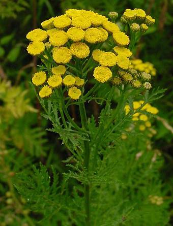 Photo of Tansy (Tanacetum vulgare) uploaded by Calif_Sue