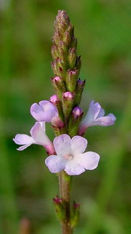Photo of Vervain (Verbena officinalis) uploaded by Calif_Sue