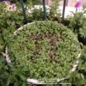 Micro-Greens Pie Planting Recipe