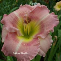 
Photo Courtesy of Hillside Daylilies. Used with Permission