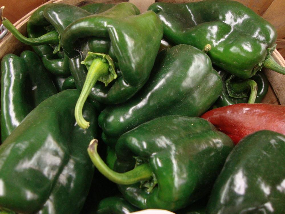 Photo of Chili Pepper (Capsicum annuum 'Poblano') uploaded by Paul2032
