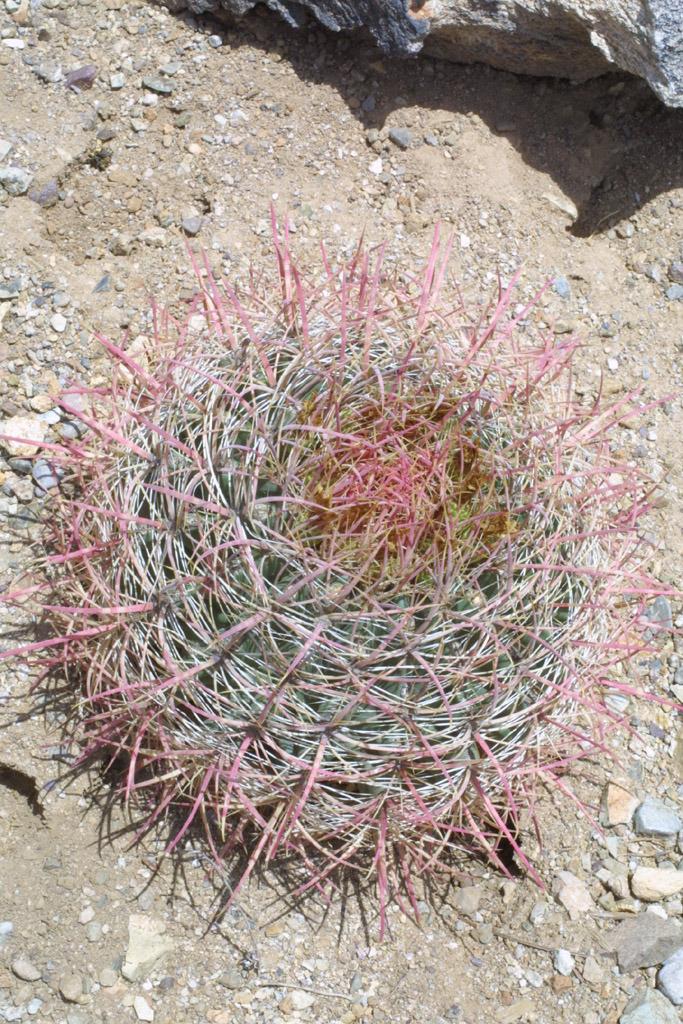 Photo of Biznaga (Ferocactus cylindraceus subsp. cylindraceus) uploaded by SongofJoy