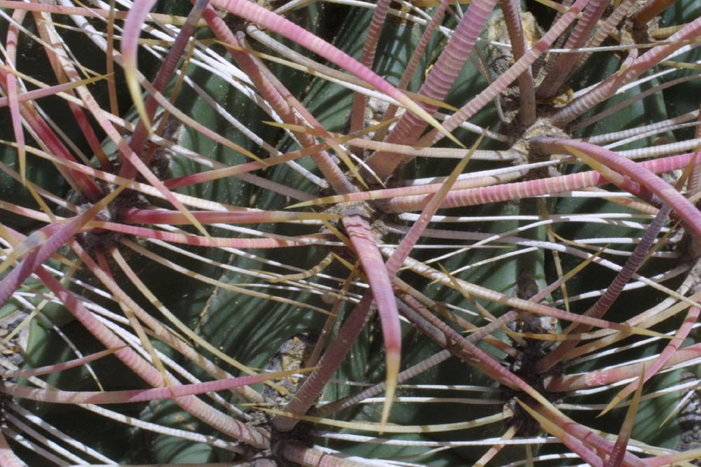 Photo of Biznaga (Ferocactus cylindraceus subsp. cylindraceus) uploaded by SongofJoy