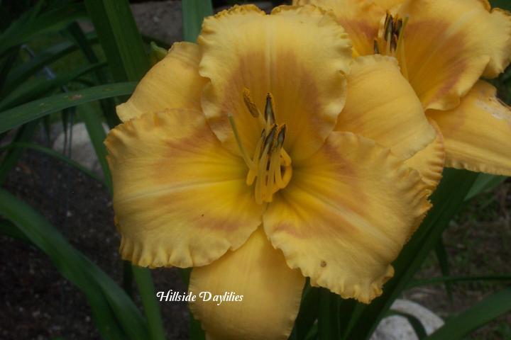 Photo of Daylily (Hemerocallis 'G. Willikers') uploaded by Joy