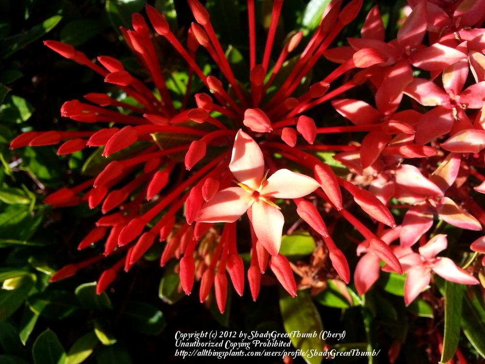 Photo of Jungle Geranium (Ixora coccinea) uploaded by ShadyGreenThumb