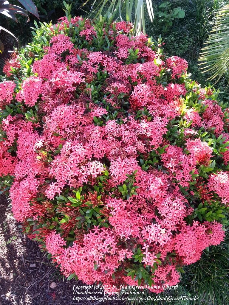 Photo of Jungle Geranium (Ixora coccinea) uploaded by ShadyGreenThumb