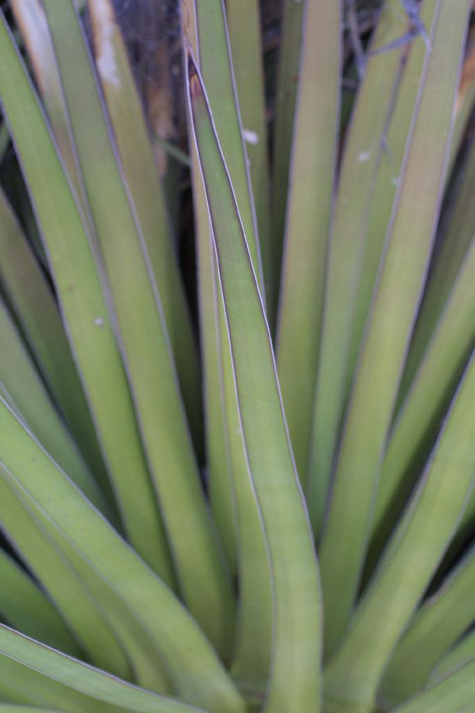 Photo of Octopus Agave (Agave vilmoriniana) uploaded by SongofJoy