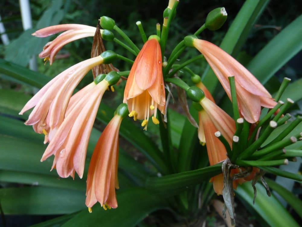 Photo of Clivia (Clivia x cyrtanthiflora) uploaded by xeronema