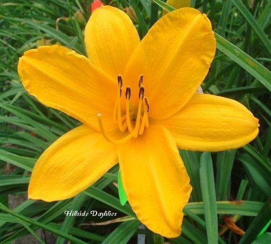 Photo of Daylily (Hemerocallis 'Golden Prelude') uploaded by Joy