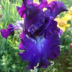 
Date: 2012-05-19
In my garden