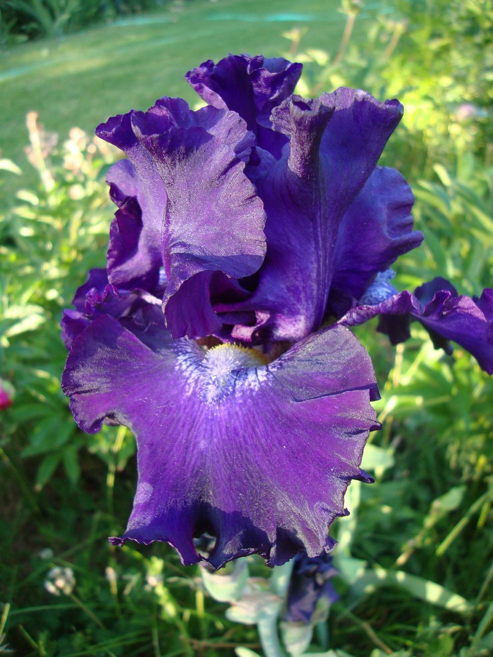 Photo of Tall Bearded Iris (Iris 'Circle of Light') uploaded by Paul2032