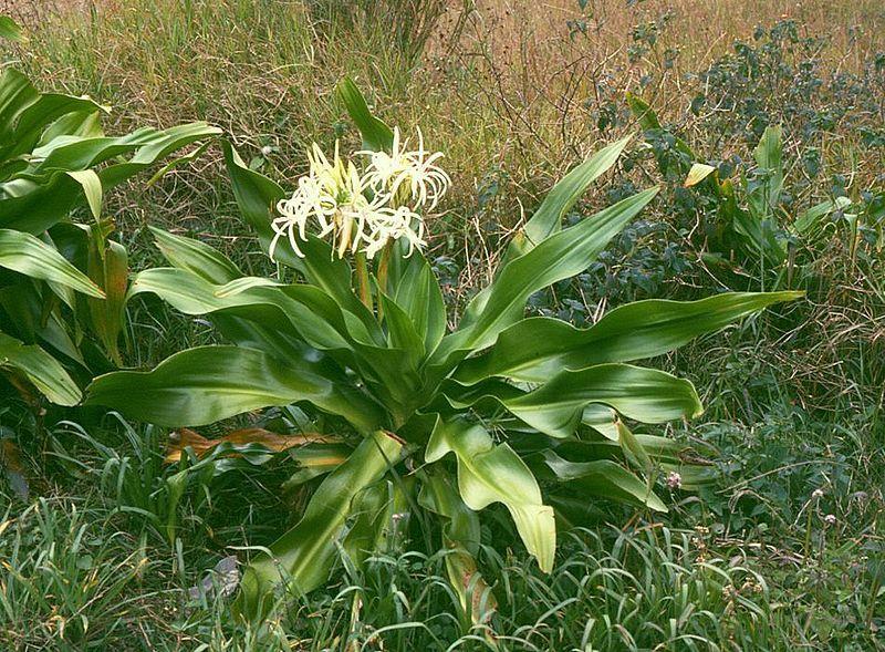 Photo of Grand Crinum Lily (Crinum asiaticum) uploaded by SongofJoy